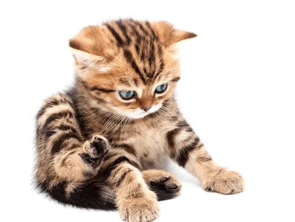 Gatinho Isolado Sobre Fundo Branco Britânico Gato Cabelo Curto — Fotografia de Stock