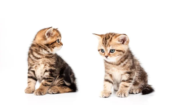 Two Kittens Isolated White Background British Short Hair Cats — Stock Photo, Image