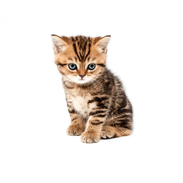 Kitten Geïsoleerd Een Witte Achtergrond Britse Kort Haar Kat — Stockfoto