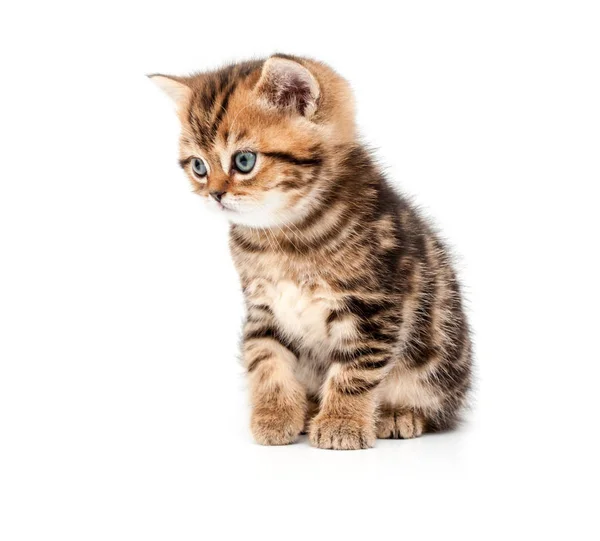 Gatinho Isolado Sobre Fundo Branco Britânico Gato Cabelo Curto — Fotografia de Stock