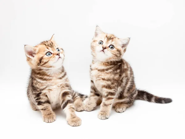 Two Kittens Isolated White Background British Short Hair Cats — Stock Photo, Image