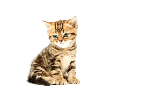 子猫は 白い背景で隔離 イギリスの短い髪の猫 — ストック写真