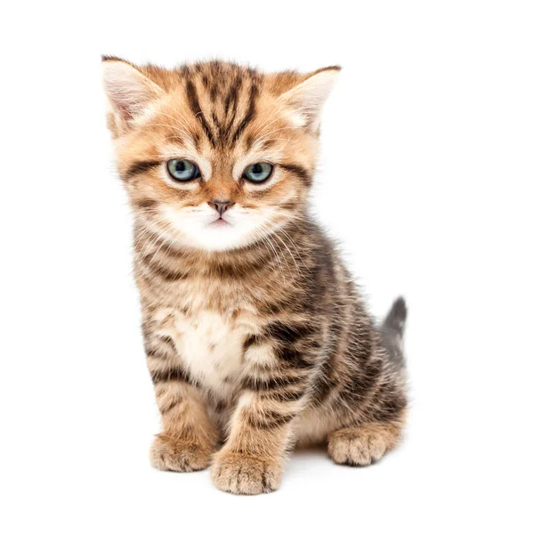 Gatinho Isolado Sobre Fundo Branco Britânico Gato Cabelo Curto — Fotografia de Stock