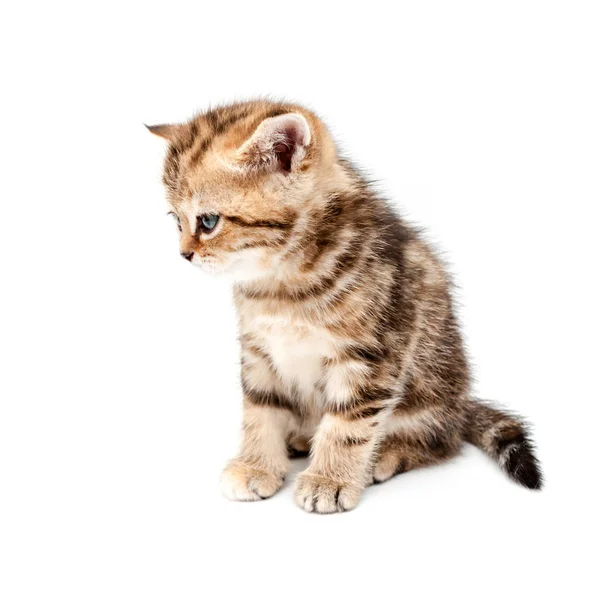 Kattunge Isolerad Vit Bakgrund Brittiska Kort Hår Katt — Stockfoto