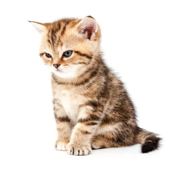 Gatito Aislado Sobre Fondo Blanco Británico Pelo Corto Gato — Foto de Stock