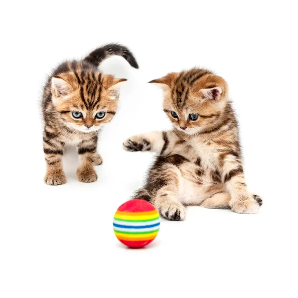 Kitten Plays Ball Isolated White Background British Short Hair Cat — Stock Photo, Image