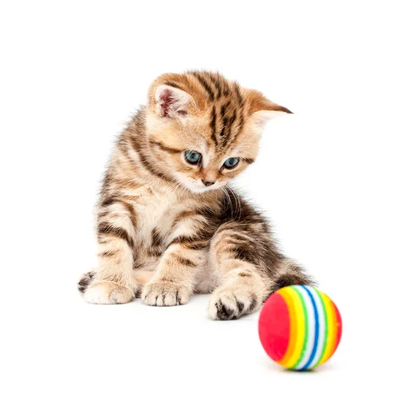Котёнок Играет Изолированный Мяч Белом Фоне Короткие Волосы — стоковое фото
