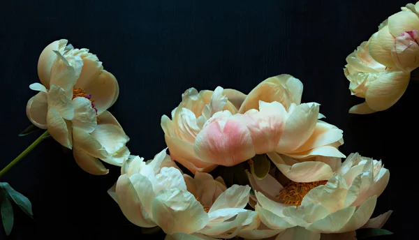 Πανέμορφο Peonies Ροζ Και Λευκό Σκούρο Φόντο — Φωτογραφία Αρχείου
