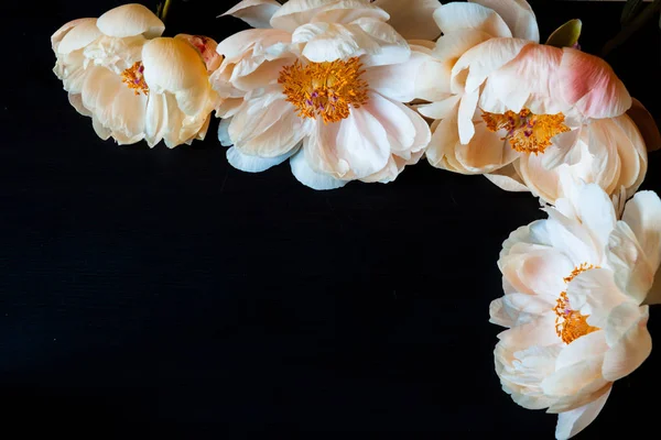 Beautiful Pink White Peonies — Stock Photo, Image