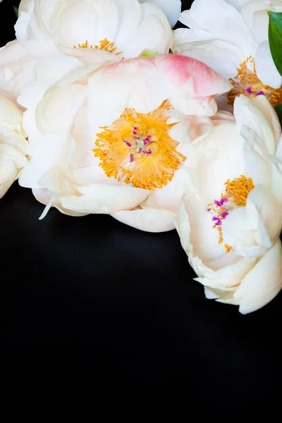 Πανέμορφο Peonies Ροζ Και Λευκό Σκούρο Φόντο — Φωτογραφία Αρχείου
