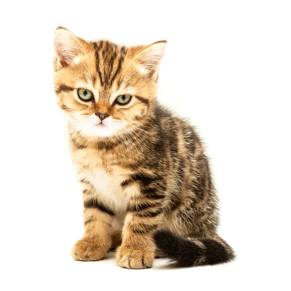 Gatinho Isolado Sobre Fundo Branco Britânico Gato Cabelo Curto — Fotografia de Stock