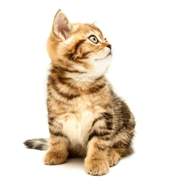 Kitten Isolated White Background British Short Hair Cat — Stock Photo, Image