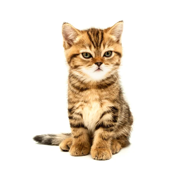 Kitten Isolated White Background British Short Hair Cat — Stock Photo, Image