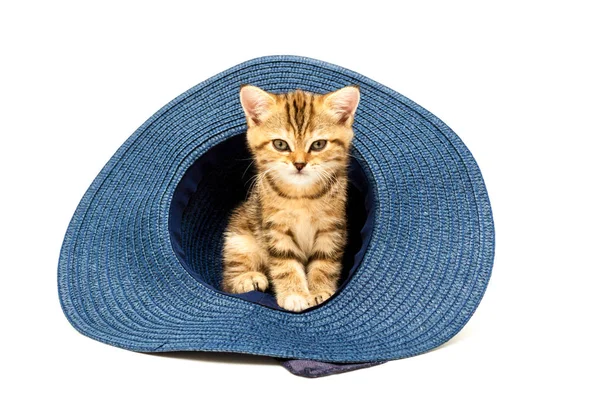 Gattino Che Gioca Cappello Paglia Isolato Sfondo Bianco Britannico Gatto — Foto Stock