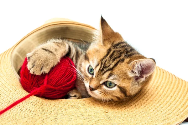 Gatito Jugando Con Pelota Sombrero Paja Aislado Sobre Fondo Blanco —  Fotos de Stock