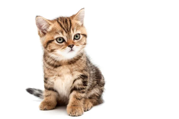 Gatinho Isolado Sobre Fundo Branco Britânico Gato Cabelo Curto — Fotografia de Stock