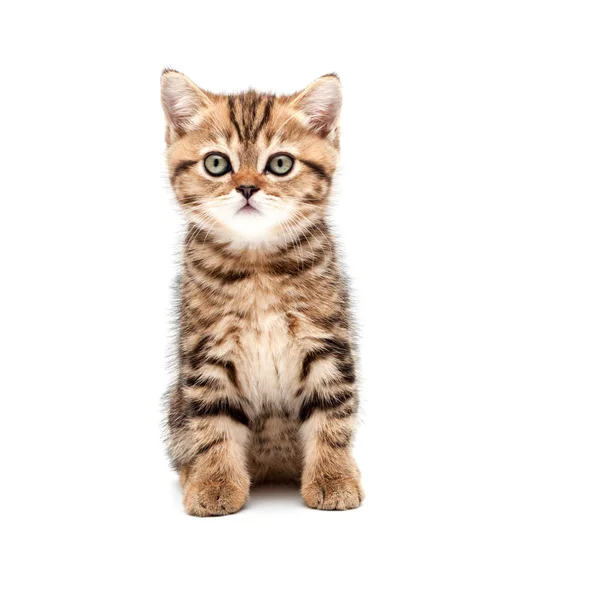 Gatito Aislado Sobre Fondo Blanco Británico Pelo Corto Gato —  Fotos de Stock