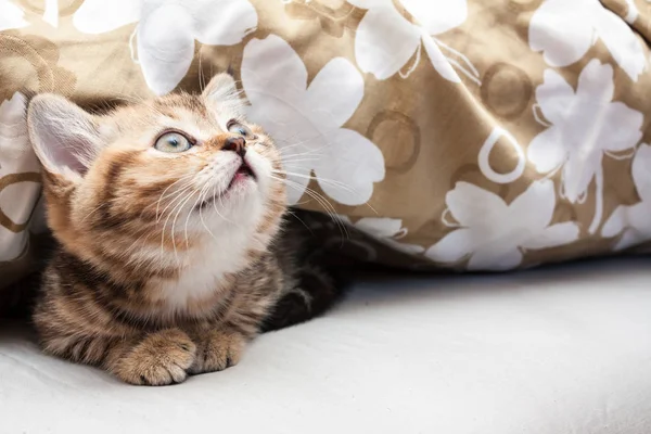 Kitten Lies Blanket British Short Hair Cat — Stock Photo, Image