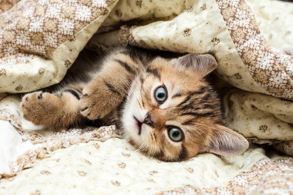 Kitten Lies Blanket British Short Hair Cat — Stock Photo, Image