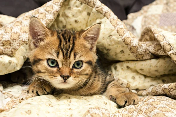 Kitten Lies Blanket British Short Hair Cat — Stock Photo, Image