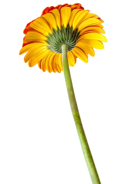 Flor Gerbera Roja Aislada Sobre Fondo Blanco Vista Trasera —  Fotos de Stock