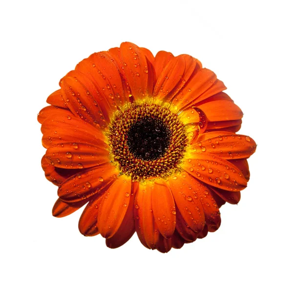 Flor Gerbera Roja Aislada Sobre Fondo Blanco —  Fotos de Stock