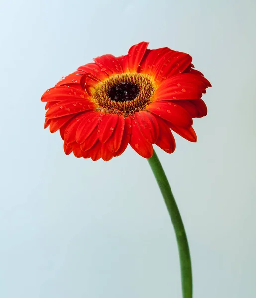 Flor Roja Gerbera Aislada Sobre Fondo Azul —  Fotos de Stock