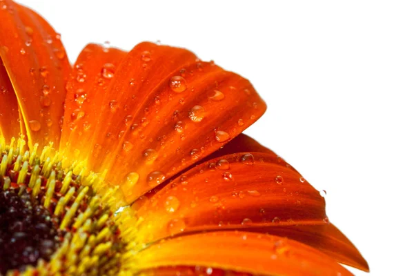 Flor Gerbera Roja Con Gotas Agua Aisladas Sobre Fondo Blanco —  Fotos de Stock