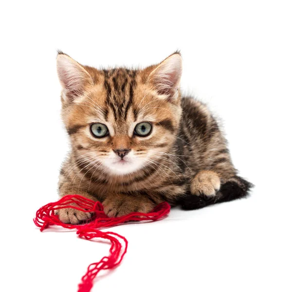 Gatito Aislado Sobre Fondo Blanco Británico Pelo Corto Gato —  Fotos de Stock