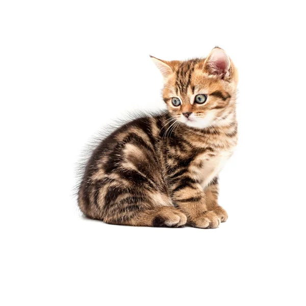 小猫被隔离在白色背景上 英国短毛猫 — 图库照片