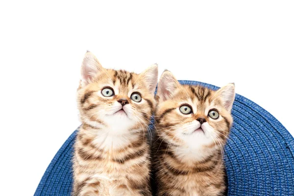 Two Kittens Playing Straw Hat Isolated White Background British Short — Stock Photo, Image