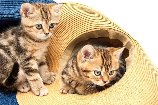 Two Kittens Playing Straw Hats Isolated White Background British Short — Stock Photo, Image