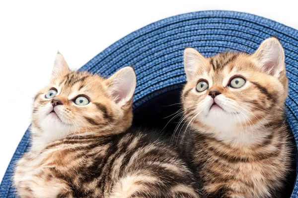 Two Kittens Playing Straw Hat Isolated White Background British Short — Stock Photo, Image