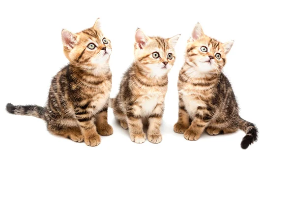 Drie Kittens Geïsoleerd Een Witte Achtergrond Britse Kort Haar Kat — Stockfoto