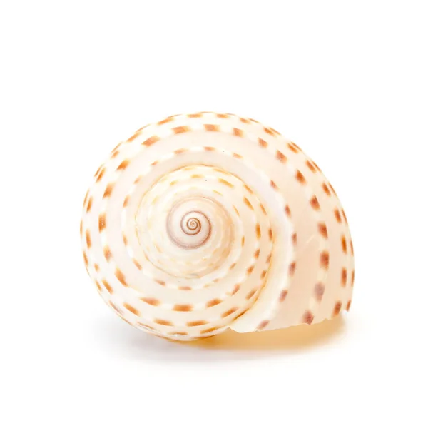 Isolated Sea Shell White Backgroud — Stock Photo, Image