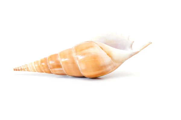 Isolated Sea Shell White Backgroud — Stock Photo, Image