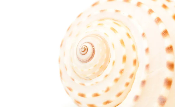 Closeup Macro Sea Shell White Background Space Text — Stock Photo, Image