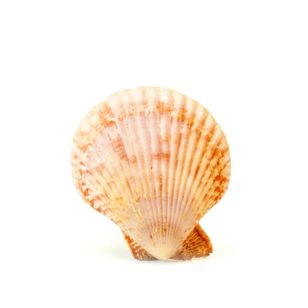 Isolated Sea Shell White Backgroud — Stock Photo, Image