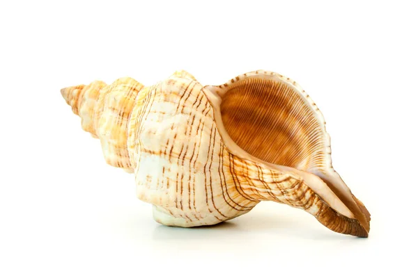 Isolated Sea Shell White Backgroud — Stock Photo, Image