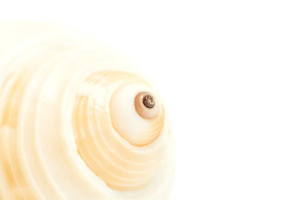 Closeup Macro Sea Shell White Background Space Text — Stock Photo, Image