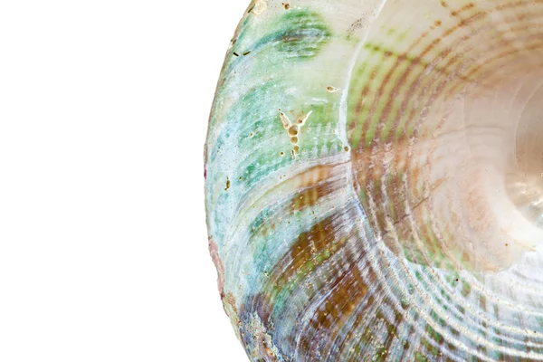 Closeup Multicolor Macro Background Sea Shell — Stock Photo, Image