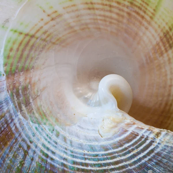 Closeup Multicolor Macro Background Sea Shell — Stock Photo, Image