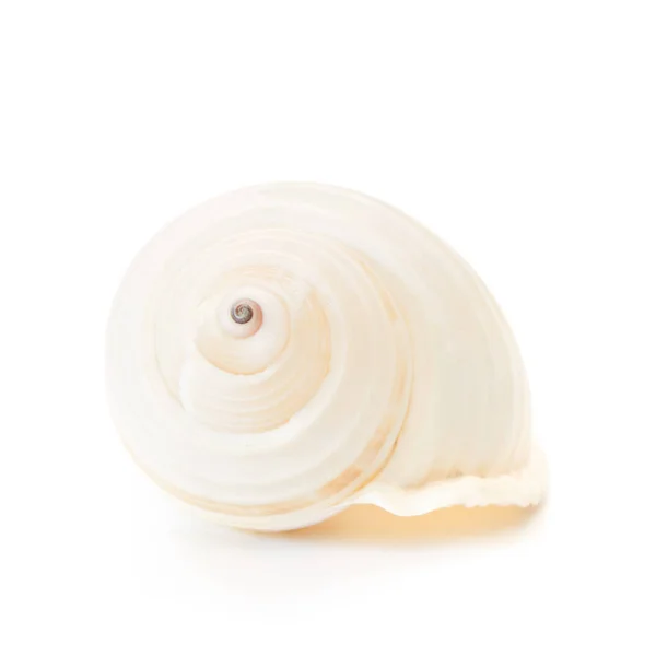 Isolated Sea Shell White Backgroud — Stock Photo, Image