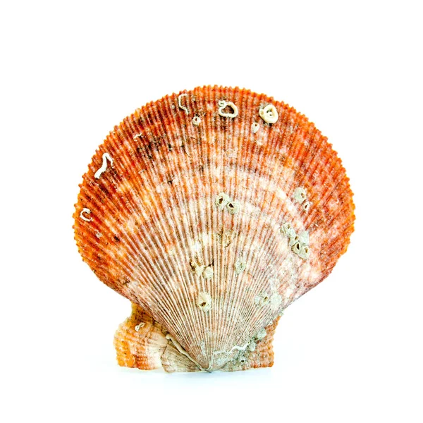 Isolated Sea Shell White Backgroud — Stock Photo, Image