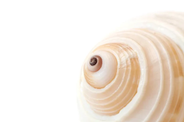 Closeup Macro Sea Shell White Background Space Text — Stock Photo, Image