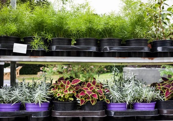 Blommor Marknaden Olika Blommor Krukor För Dekoration Gator Hus Och — Stockfoto