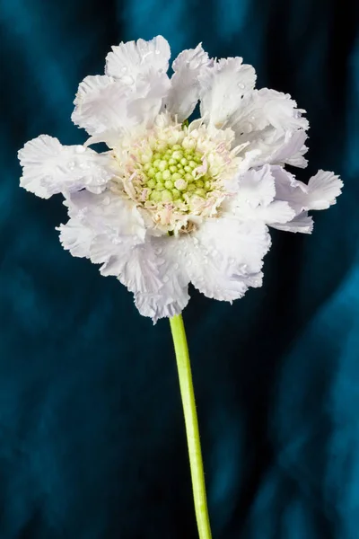 Flor Skabiosa Azul Fundo Azul — Fotografia de Stock