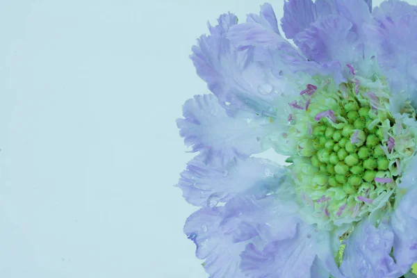 Синий Цветок Скабии Голубом Фоне — стоковое фото