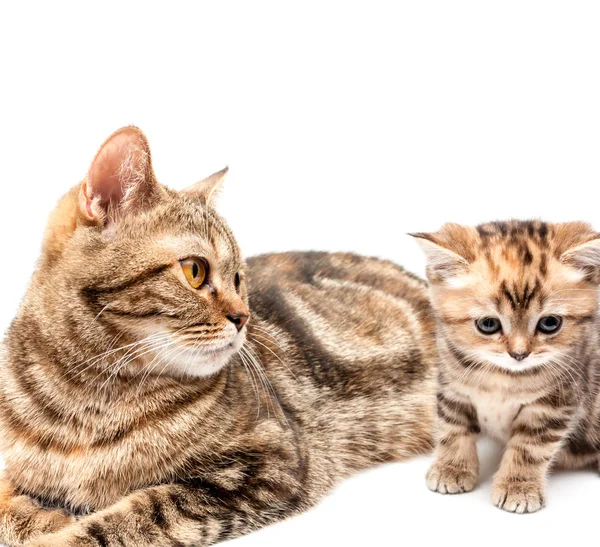 British Short Hair Cat Kitten Isolated White Background — Stock Photo, Image