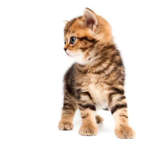 Gatinho Isolado Sobre Fundo Branco Britânico Gato Cabelo Curto — Fotografia de Stock